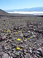 vallée de la mort  (90).JPG